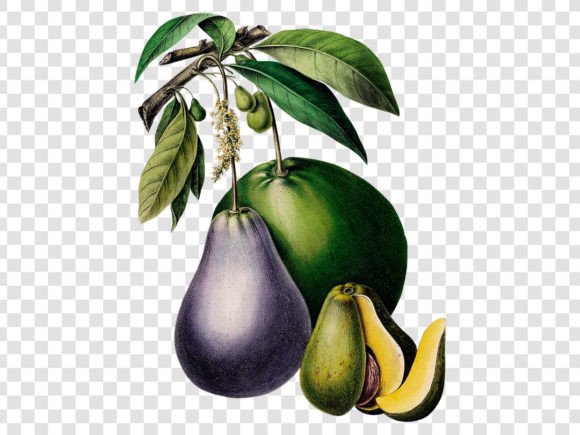 Download Avocado Retro Illustration - Premium Resources